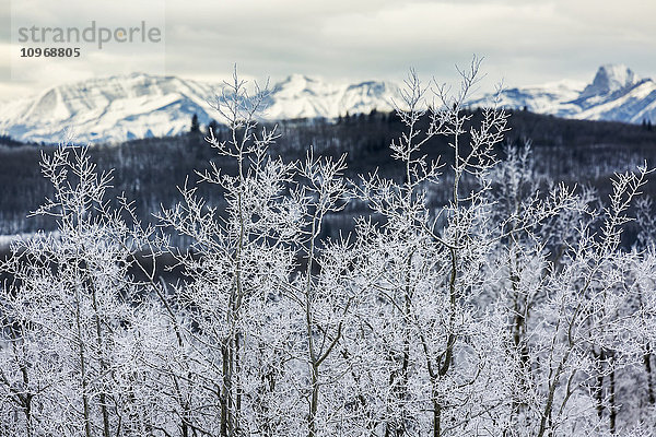 Eine Reihe von vereisten Bäumen mit Ausläufern und schneebedeckten Bergen im Hintergrund; Alberta  Kanada'.