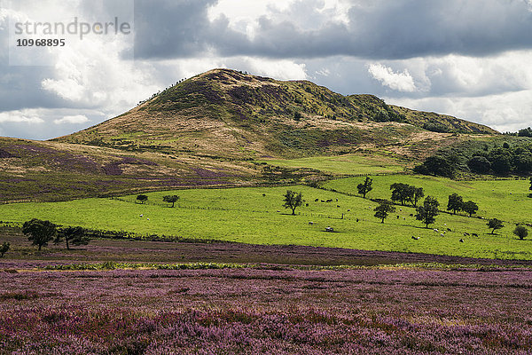 Üppige Grasfelder und ein Hügel unter einem bewölkten Himmel mit blühenden rosa Blumen im Vordergrund; Yorkshire  England'.