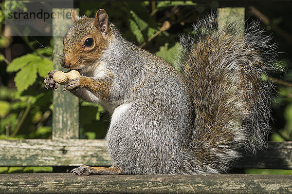 Eichhörnchen hält eine geschälte Erdnuss; Gateshead  Tyne and Wear  England'.