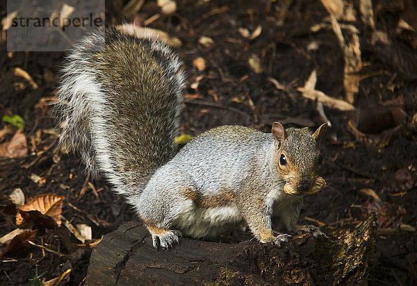 Eichhörnchen frisst eine Nuss auf einem Baumstumpf im Herbst; Gateshead  Tyne and Wear  England'.