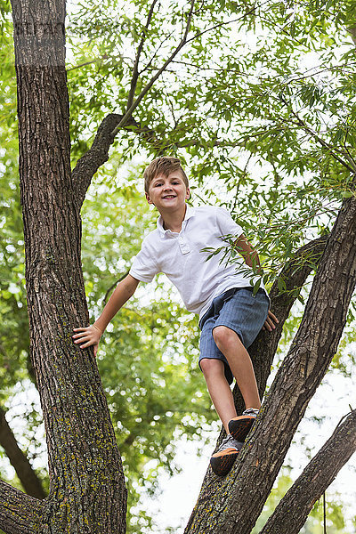 Junge klettert auf einem Baum in einem Park; Edmonton  Alberta  Kanada