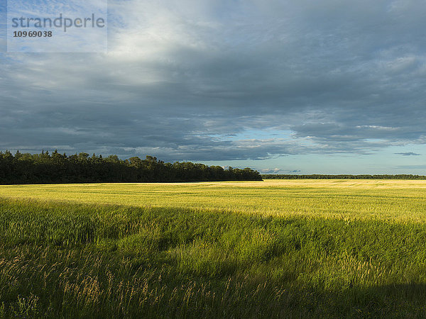 Grüne Felder in verschiedenen Schattierungen unter einem bewölkten Himmel; Matlock  Manitoba  Kanada'.
