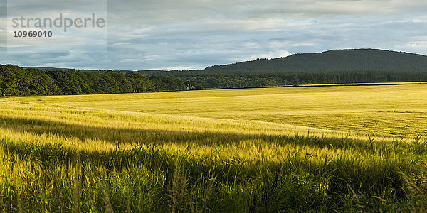 Gelbes Feld mit einem Wald am Rande und einem Hügel im Hintergrund; Cullen  Schottland