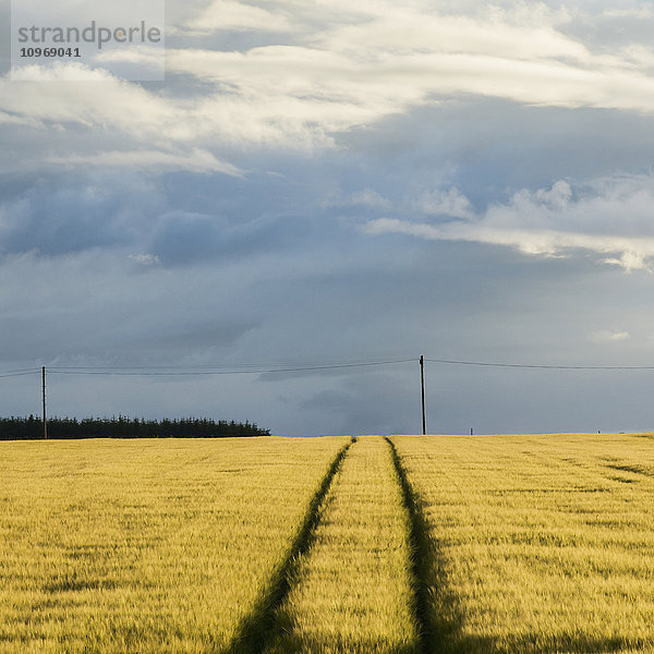 Reifenspuren durch ein Feld unter einem bewölkten Himmel; Cullen  Moray  Schottland