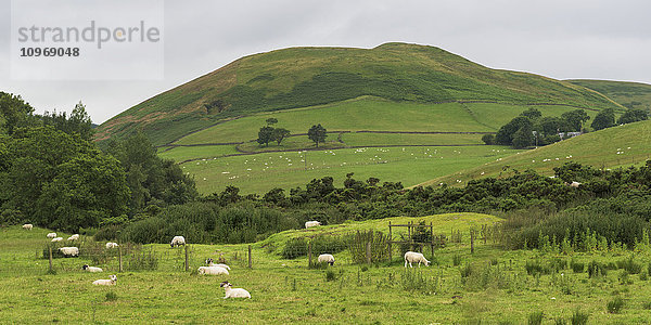 Eine Schafherde auf einer Weide mit einem grünen Hügel und Ackerland; Perthshire  Schottland'.