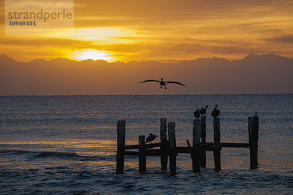 Sonnenaufgang über dem Meer mit einem Pelikan im Flug; Playa del Carmen  Quintana Roo  Mexiko'.