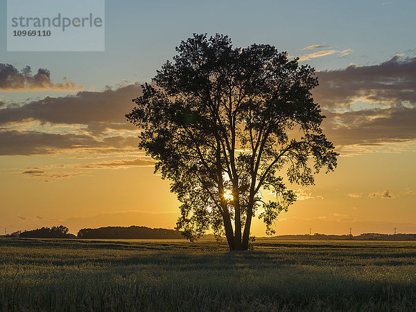 Silhouette eines Baumes mit goldenem Himmel bei Sonnenaufgang in einer ländlichen Landschaft; Lorette  Manitoba  Kanada'.