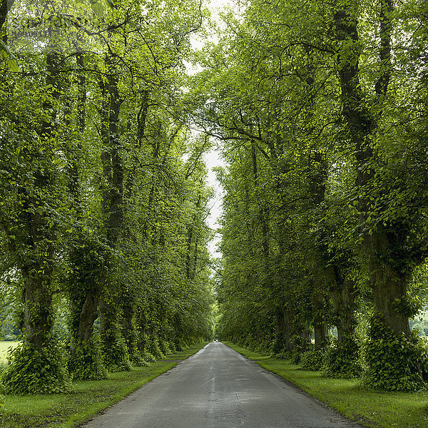 Eine von üppigen Bäumen und Blättern gesäumte Straße; Dunkeld  Perth und Kinross  Schottland'.