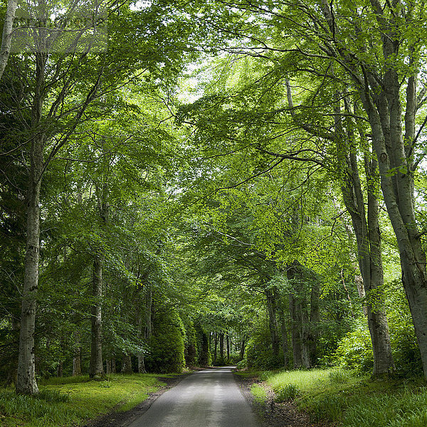 Üppig grüne Bäume und Gras säumen eine Straße; Schottland .