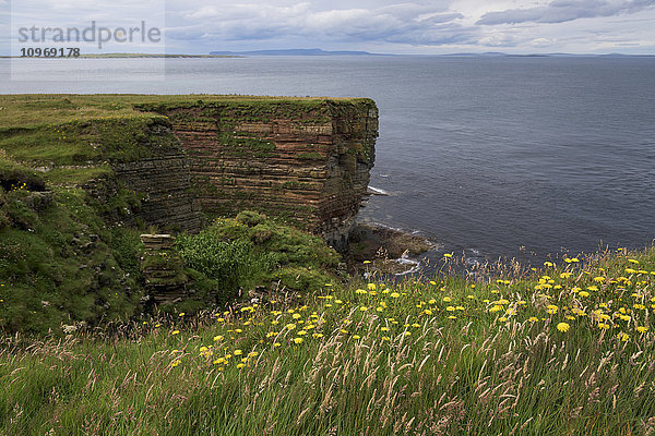Gelbe Wildblumen blühen im Gras und auf den Klippen entlang der Küstenlinie; John O'Groats  Schottland'.