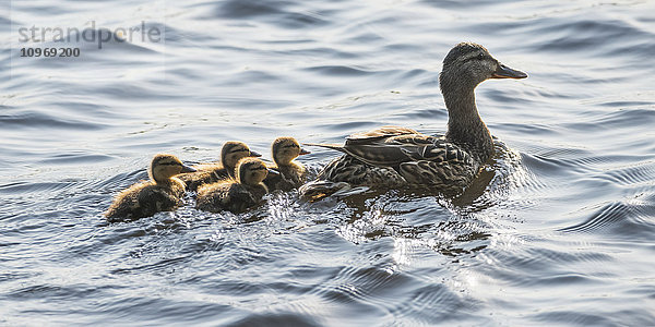 Eine Ente wird von ihren Entenküken auf dem Lake of the Woods verfolgt; Ontario  Kanada'.
