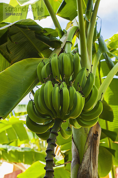 Grüne Bananen an einem Baum; Playa del Carmen  Quintana Roo  Mexiko'.