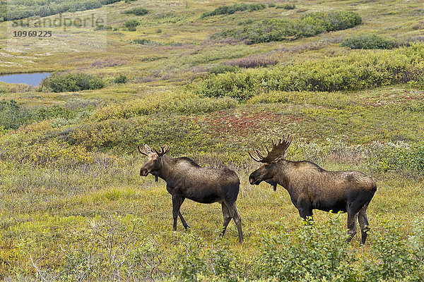 Zwei Elchbullen (Alces alces) stehen auf offener Strauchtundra  Denali National Park and Preserve  Inner-Alaska  Herbst