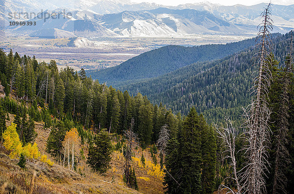 Landschaft mit Kiefernwäldern über Bergen und einer felsigen Bergkette in der Ferne  Blick auf Jackson Hole; Wyoming  Vereinigte Staaten von Amerika'.