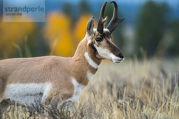 Gabelschwanzantilope (Antilocapra americana)  Grand Teton National Park; Wyoming  Vereinigte Staaten von Amerika'.