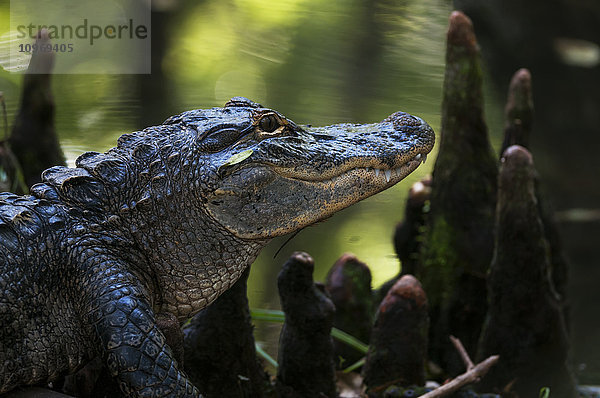 Alligator in den Zypressenknien; Silver Springs  Florida  Vereinigte Staaten von Amerika'.