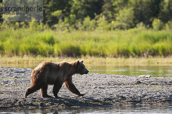 Junger Braunbär wandert auf der Suche nach Nahrung am Ufer des Brooks River entlang  Katmai National Park  Südwest-Alaska