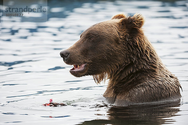 Nahaufnahme eines Braunbären  der im Wasser in der Nähe von Bootsanlegern Lachs frisst  Brooks River  Katmai National Park  Südwest-Alaska