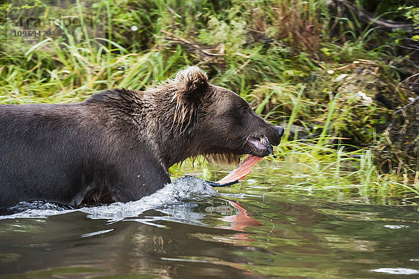 Braunbär trägt seinen gefangenen Lachs an Land  um seine Mahlzeit besser zu schützen  Brooks River  Katmai National Park  Südwest-Alaska