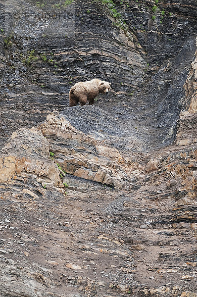 Chignik-Braunbär klettert einen Geröllhang hinauf  Südwest-Alaska