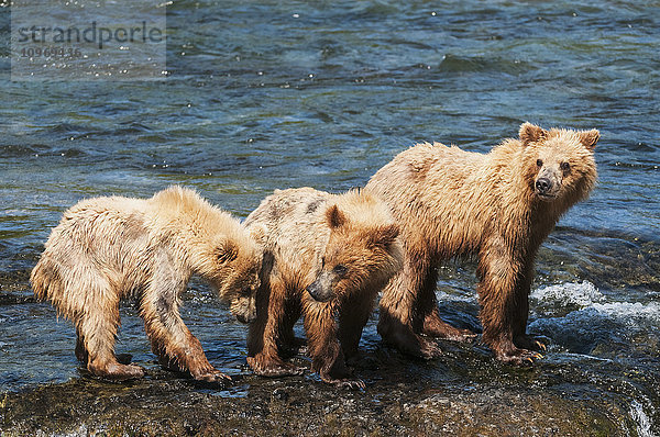 Sau mit Jungen spielen am Brooks-Wasserfall  Katmai-Nationalpark  Südwest-Alaska