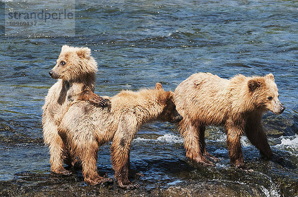 Sau mit Jungen spielen am Brooks-Wasserfall  Katmai-Nationalpark  Südwest-Alaska