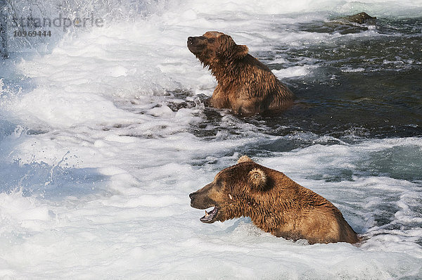 Braunbären im ''Jacuzzi'' am Brooks-Wasserfall vertrauen auf die Verwirrung des fließenden Wassers  um Lachse zu fangen  Katmai-Nationalpark  Südwest-Alaska'.