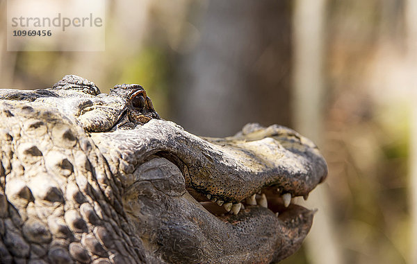 Alligator (Alligator mississippiensis) lächelnd; Silver Springs  Florida  Vereinigte Staaten von Amerika'.
