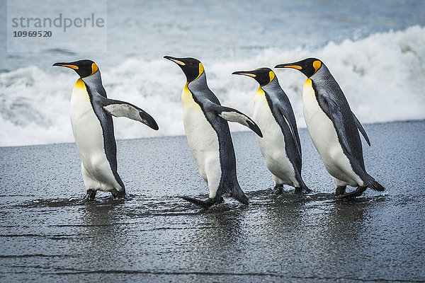 Vier Königspinguine (Aptenodytes patagonicus) gehen gemeinsam am Strand spazieren; Antarktis'.