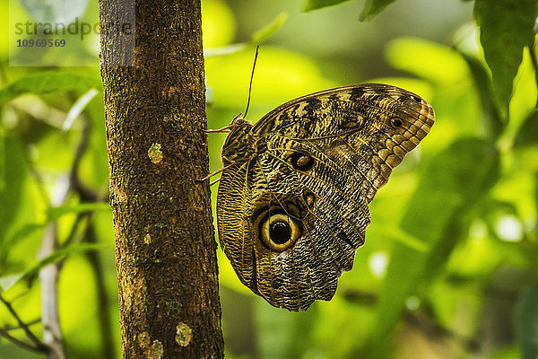Morpho Achilles (Morpho achilles) Schmetterling senkrecht auf einem Baum sitzend; Parana  Brasilien'.