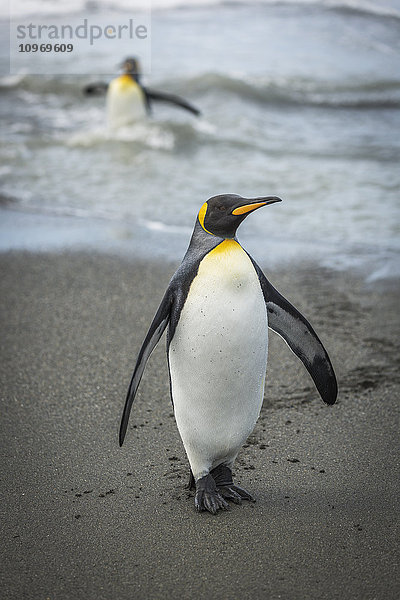 Königspinguin (Aptenodytes patagonicus) beim Überqueren des Strandes mit einem anderen Pinguin dahinter; Antarktis'.