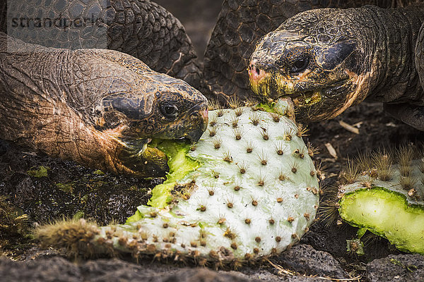 Zwei Galapagos-Riesenschildkröten (Geochelone) beißen in Kaktusblätter; Galapagos-Inseln  Ecuador'.