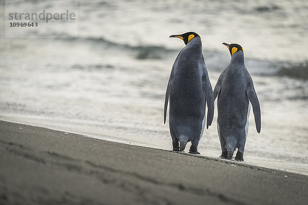 Zwei Königspinguine (Aptenodytes patagonicus) spazieren an einem Sandstrand am Rande des Wassers entlang; Antarktis'.