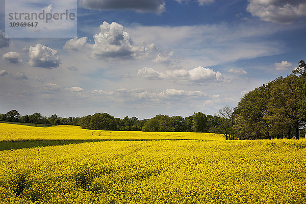 Ein goldfarbenes Getreidefeld mit weißen Wolken am Himmel und grünen Bäumen in der Ferne; Kentucky  Vereinigte Staaten von Amerika .