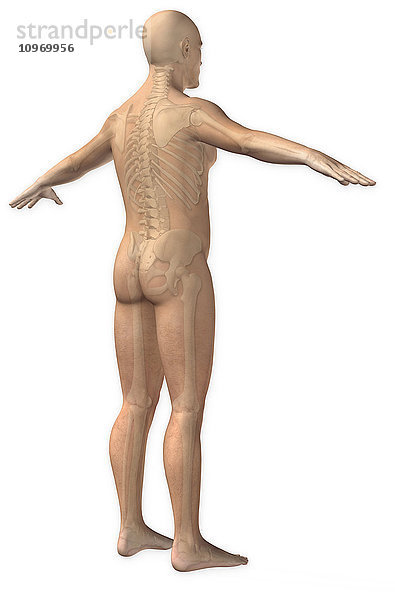 Normale hintere Dreiviertelansicht eines Mannes mit vollständigem Skelettsystem