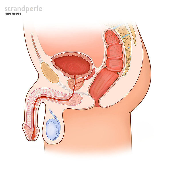 Normale männliche Anatomie im Querschnitt