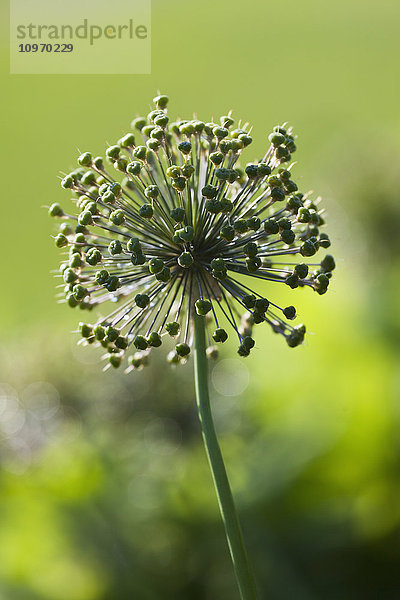 Nahaufnahme einer Blüte mit Stempeln; Quebec  Kanada'.