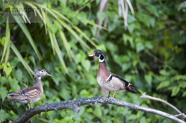 Stockente (Aix sponsa)