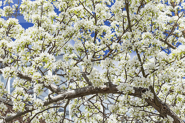 Eine Fülle weißer Blüten bedeckt im Frühjahr die Äste eines Zierapfelbaums (Malus); Alberta  Kanada'.