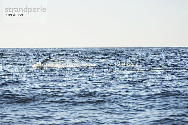 Ein Wal  der in den Atlantischen Ozean springt; Cape Cod  Massachusetts  Vereinigte Staaten von Amerika'.