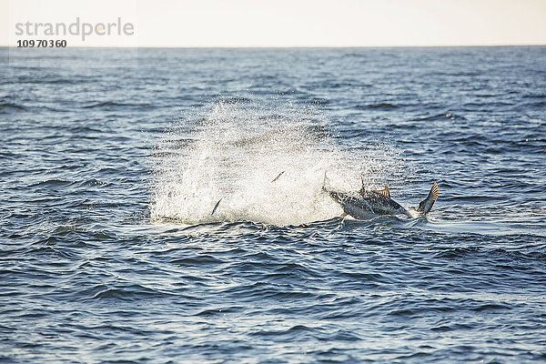 Große und kleine Fische springen im Atlantischen Ozean; Cape Cod  Massachusetts  Vereinigte Staaten von Amerika'.