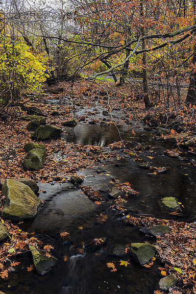 Herbstfarbenes Laub an einem Bach in der Nähe des Clove Lake  Cloves Lake Park; Staten Island  New York  Vereinigte Staaten von Amerika'.