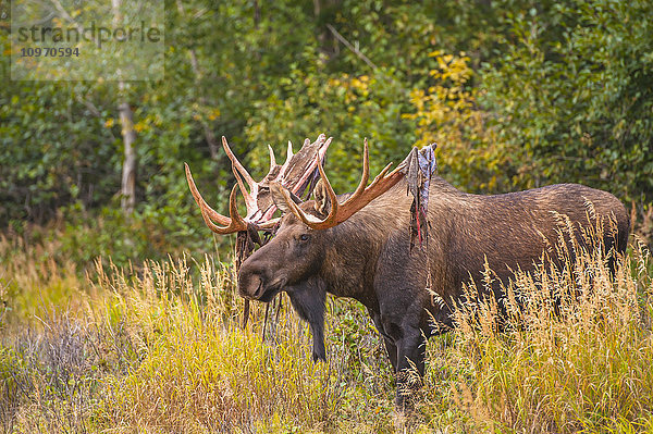 Ein Elchbulle in der Brunftzeit  der sein Geweih abwirft  Kincaid Park  Anchorage  Alaska  Herbst