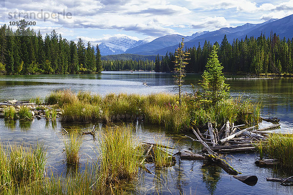 Beauvert Lake  Jasper National Park; Jasper  Alberta  Kanada'.