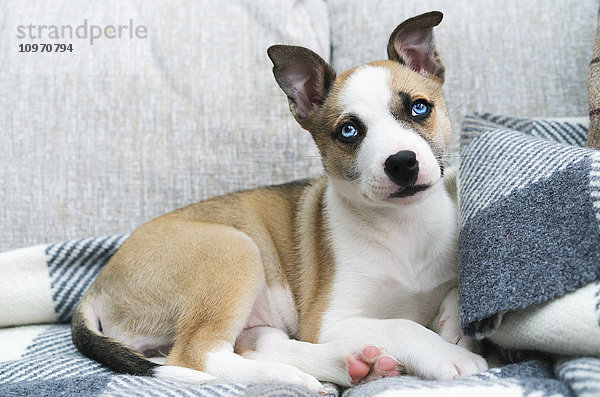 Ein Hund mit strahlend blauen Augen liegt auf einer karierten Decke auf einer Couch; South Shields  Tyne and Wear  England'.