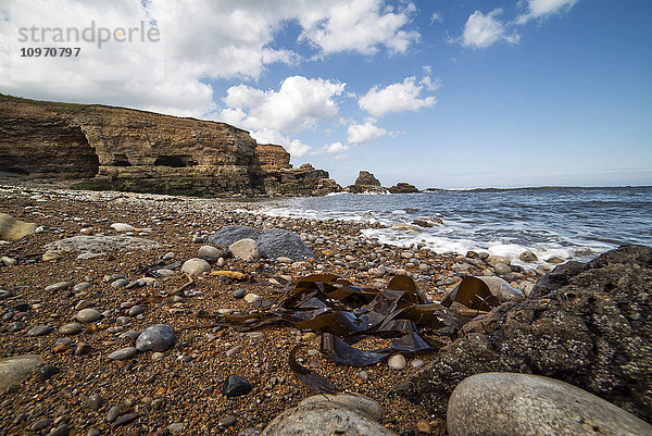Felsen und Seegras am Ufer entlang der Küste; South Shields  Tyne and Wear  England