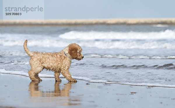 Ein Hund steht am Strand am Rande der Brandung; South Shields  Tyne and Wear  England'.