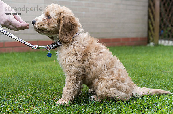 Die Hand des Besitzers bietet einem Hund ein Leckerli an  wenn er sitzt; South Shields  Tyne and Wear  England'.