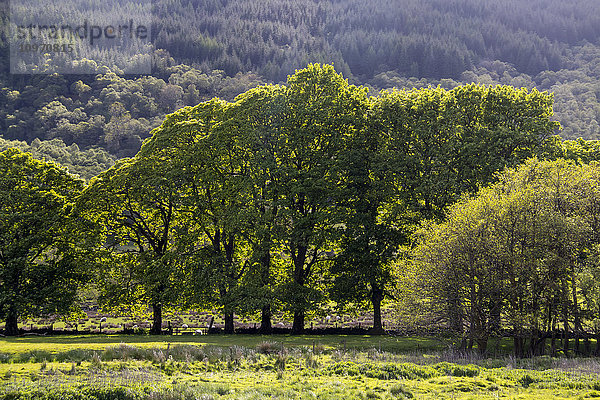 Bäume mit hinterleuchteten Blättern am Fuße eines Hügels; Argyll  Schottland'.