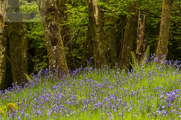 Lila Wildblumen  die außerhalb eines Waldes wachsen; Argyll  Schottland